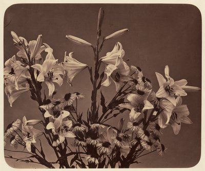 [Flores] de Adolphe Braun