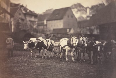 Sem título (Animais de Fazenda) de Adolphe Braun