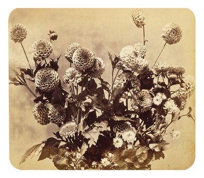 Sem título, c. 1860 (impressão albumina) de Adolphe Braun