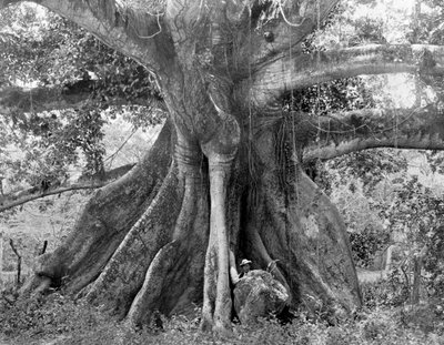 Tom Cringles Cotton Tree, estrada espanhola da cidade, Jamaica, c1905. de Adolphe Duperly and Son