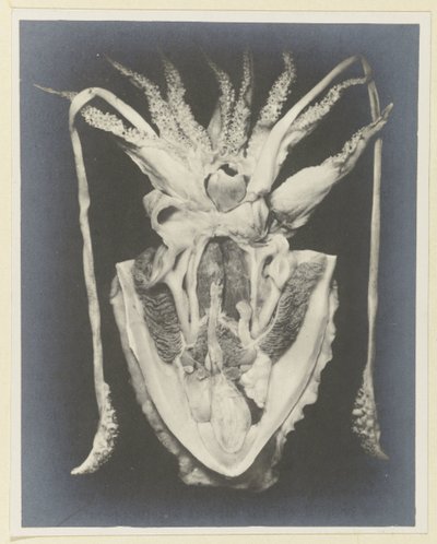 Anatomia de uma lula Anatomia de la Seiche (título no objeto) de Adolphe Louis Donnadieu