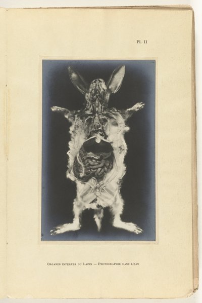 Coelho aberto com os órgãos visíveis Organes internes du lapin -Photography dans l
