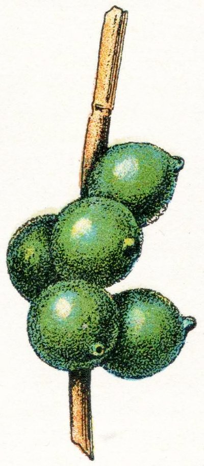 Ovos de choco de Adolphe Philippe Millot