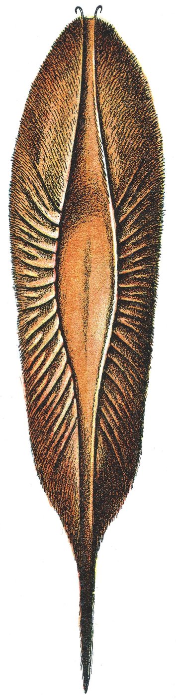 Caixa de Ovo de uma Quimera de Adolphe Philippe Millot