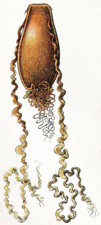Caso de ovo de catshark (Scyliorhinus), 1923 de Adolphe Philippe Millot
