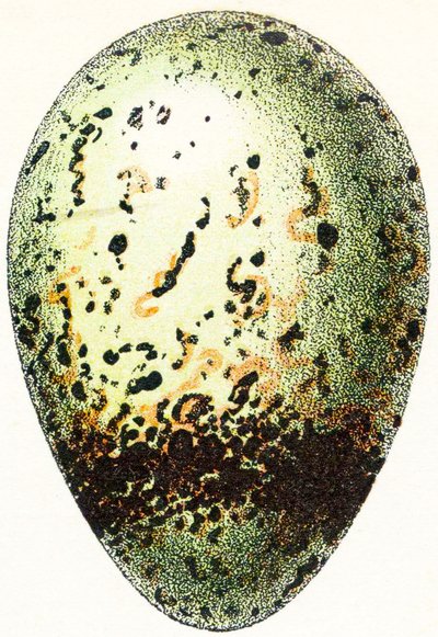 Ovo de Guillemot, 1923 de Adolphe Philippe Millot