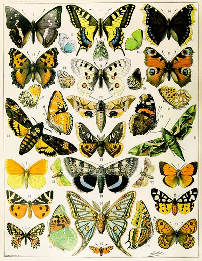 Ilustração de Borboletas e Traças c.1923 (litho) de Adolphe Philippe Millot