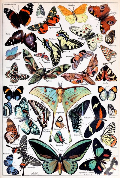 Ilustração de borboletas e traças c.1923 de Adolphe Philippe Millot