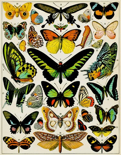 Ilustração de borboletas e traças c.1923 de Adolphe Philippe Millot