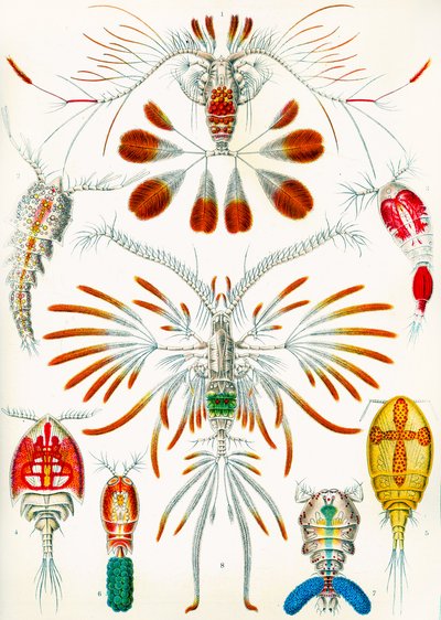 Ilustração, copepods, c.1909 de Adolphe Philippe Millot