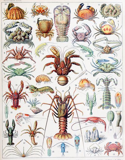 Ilustração de crustáceos c.1923 de Adolphe Philippe Millot
