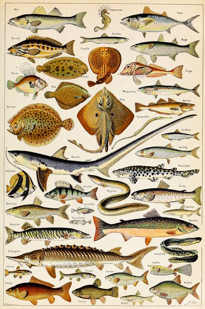 Ilustração de peixe comestível, c.1923 de Adolphe Philippe Millot