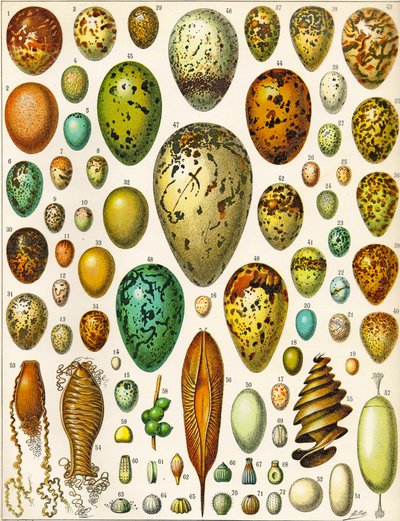 Ilustração de ovos c.1923 de Adolphe Philippe Millot