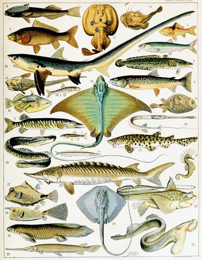 Ilustração de Peixe c.1923 (litho) de Adolphe Philippe Millot