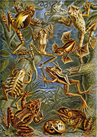 Ilustração de rãs e sapos c.1909 de Adolphe Philippe Millot