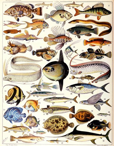 Ilustração de peixes marinhos c.1923 de Adolphe Philippe Millot