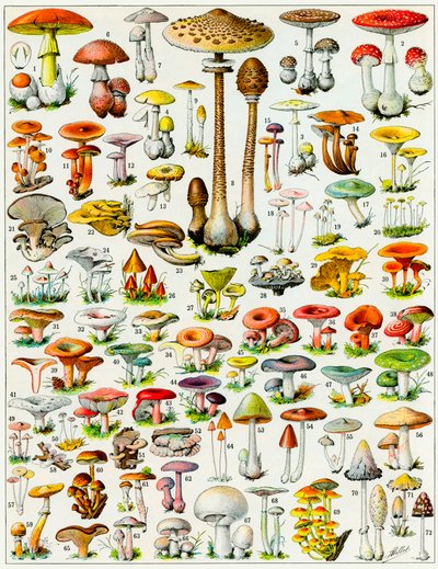 Ilustração de cogumelos c.1923 de Adolphe Philippe Millot