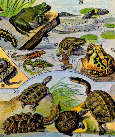 Ilustração de répteis e anfíbios c.1923 de Adolphe Philippe Millot