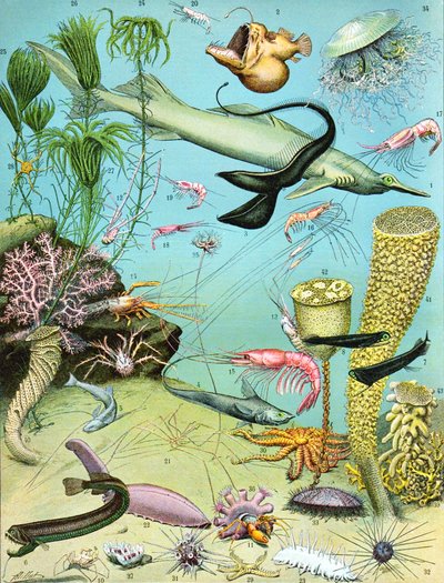Ilustração de um ecossistema de águas profundas c.1923 de Adolphe Philippe Millot