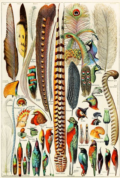Ilustração de penas e pássaros c.1923 de Adolphe Philippe Millot