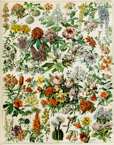 Ilustração de plantas com flores c.1923 de Adolphe Philippe Millot