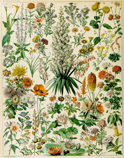 Ilustração de plantas com flores c.1923 de Adolphe Philippe Millot