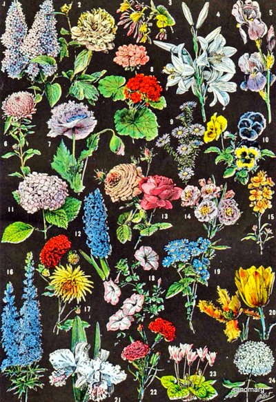 Ilustração de flores no jardim c.1923 de Adolphe Philippe Millot