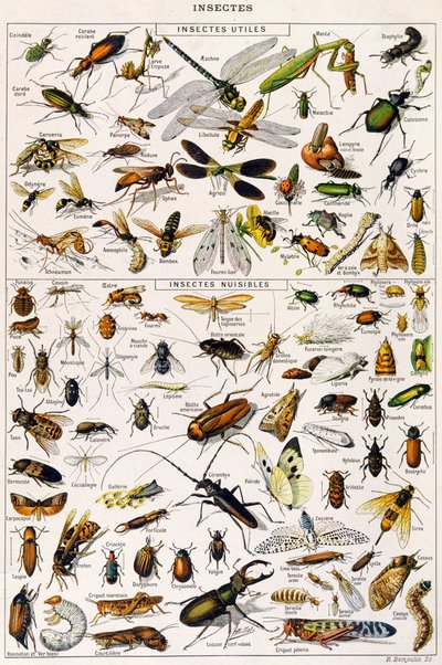 Ilustração de insectos úteis e pragas de insectos c.1923 (litho) de Adolphe Philippe Millot