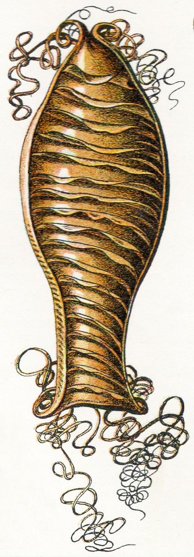 Caixa de Ovo Ridged de Catshark (Scyliorhinus), 1923 de Adolphe Philippe Millot