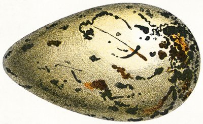 O ovo de um grande auk, 1923 de Adolphe Philippe Millot