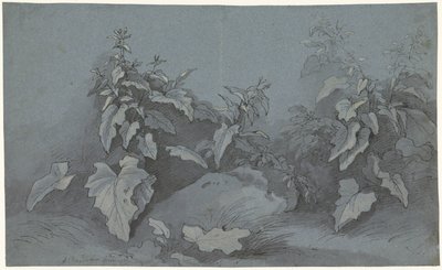 Estudo das plantas de Adriaan Boudewyns