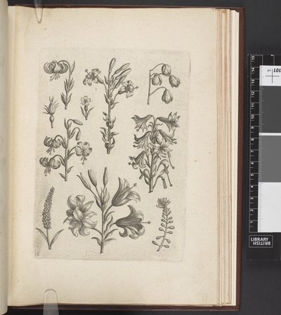 Ilustração de plantas, 