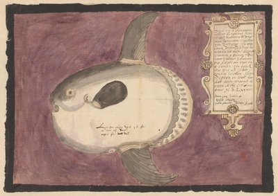 Peixe-lua do oceano (Mola mola) de Adriaen Coenen