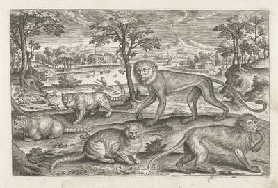Macacos e gatos Animais de quatro patas (título da série) Animalivm Qvaddrvpedvm (título da série) de Adriaen Collaert