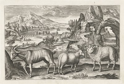 cabra e ovelha Animais de quatro patas (título da série) Animalivm Qvaddrvpedvm (título da série) de Adriaen Collaert