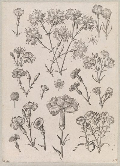 Cravo de Adriaen Collaert