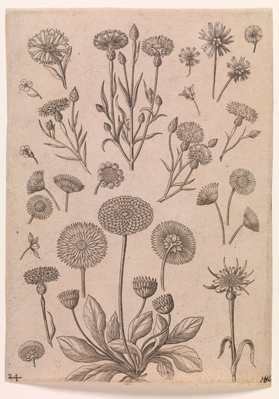 Centáureas de Adriaen Collaert
