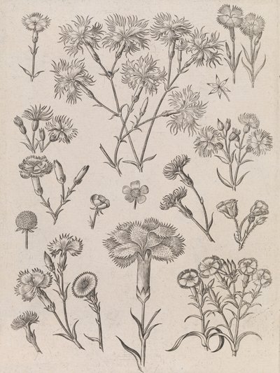 Narcisos de Adriaen Collaert