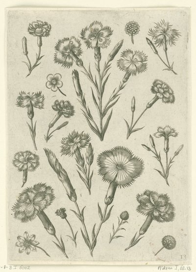 Várias raivas Florilegium (título da série) de Adriaen Collaert
