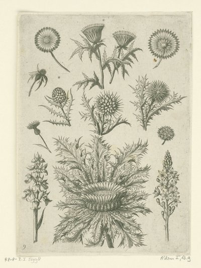 Diversos distéis
Florilegium (título da série) de Adriaen Collaert