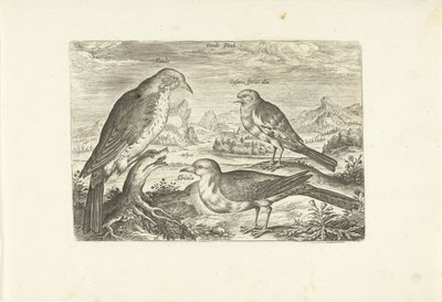 Três pássaros em uma paisagem Avium Vivae (título da série) Aves (título da série) de Adriaen Collaert
