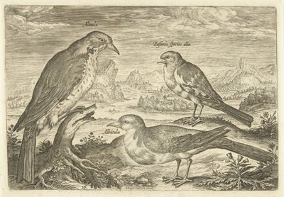 Três pássaros em uma paisagem Avium Vivae (título da série) Aves (título da série) de Adriaen Collaert