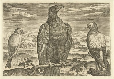 Três pássaros em uma paisagem Avium Vivae (título da série) Aves (título da série) de Adriaen Collaert