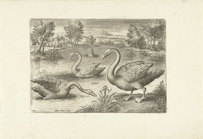 Três cisnes numa lagoa
Pássaros (título da série)
Avivm vivae (título da série) de Adriaen Collaert