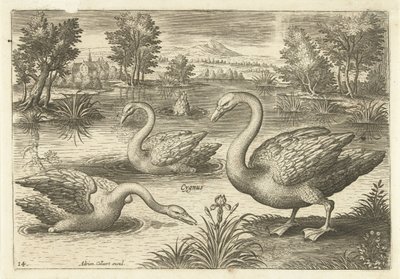 Três cisnes em uma lagoa Aves (título da série) Avium vivae (título da série) de Adriaen Collaert