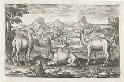 Dromedários e um camelo Animais de quatro patas (título da série) Animalivm Qvaddrvpedvm (título da série) de Adriaen Collaert