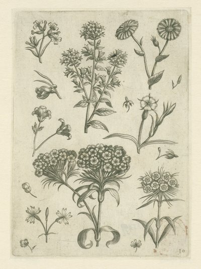 Yarrow e outras flores
Florilegium (título da série) de Adriaen Collaert