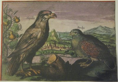 Águia e perdiz, Iconotheca Valvasoriana de Adriaen Collaert