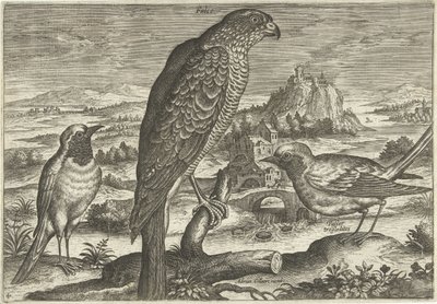 Algumas aves numa paisagem
Pássaros (título da série)
Avivm vivae (título da série) de Adriaen Collaert