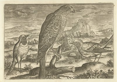 Alguns pássaros em uma paisagem Aves (título da série) Avivm vivae (título da série) de Adriaen Collaert